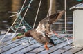 Mallard taking off in the air