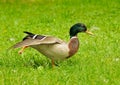 Mallard walking in grass