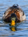 Mallard on the water closeup - Anas platyrhynchos - wild male duck