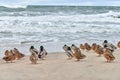 Flock of mallard ducks on coastline near sea Royalty Free Stock Photo