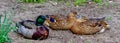 The mallard or wild duck (Anas platyrhynchos), close-up of resting birds, Ukraine Royalty Free Stock Photo