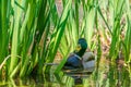 Mallard or Wild Duck Anas platyrhynchos swimming in pond Royalty Free Stock Photo