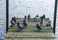 The mallard or wild duck (Anas platyrhynchos),wild ducks on a wooden deck in a lake in suburban New Jersey, USA Royalty Free Stock Photo