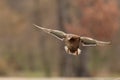 The mallard or wild duck Anas platyrhynchos female coming in for a landing Royalty Free Stock Photo