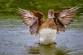 Mallard wild duck, Anas platyrhynchos, female, Hyde Park Royalty Free Stock Photo