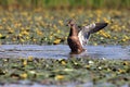 The mallard or wild duck Anas platyrhynchos female with outstretched wings of blooming lagoon. Brown female duck with raised