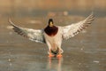 The mallard or wild duck Anas platyrhynchos male landed on a frozen lake Royalty Free Stock Photo