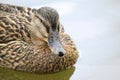 Mallard or wild duck Anas platyrhynchos portrait of the female Royalty Free Stock Photo