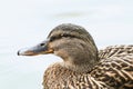 Mallard or wild duck Anas platyrhynchos portrait of the female Royalty Free Stock Photo