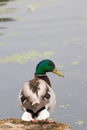 Close-up of mallard duck in profile. Anas platyrhynchos.dng Royalty Free Stock Photo