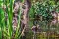 Mallard or Wild Duck Anas platyrhynchos swimming in pond Royalty Free Stock Photo