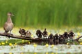 The mallard or wild duck Anas platyrhynchos duck with young on branch lying in water. Wild duck with ducklings in a shallow Royalty Free Stock Photo