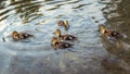 Mallard wild duck ducklings swimming in water. Royalty Free Stock Photo