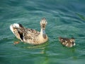 Mallard or wild duck female and baby, anas