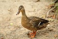 Mallard (wild duck) female standing on gravel - sand road