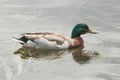 Mallard wild duck