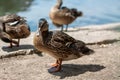 Mallard wild duck is looking at the photographer. The other ducks are blurred and behind. They are near water of the pond in a Royalty Free Stock Photo