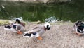 Mallard, wild duck pick feather