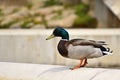 Mallard. Wild duck on the shore of a pond. Male-duck. Anas platyrhynchos