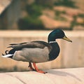 Mallard. Wild duck on the shore of a pond. Male-duck. Anas platyrhynchos