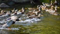 Mallard. Wild duck on the shore of a pond. Male-duck. Anas platyrhynchos Royalty Free Stock Photo