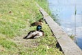 Mallard wild duck sitting on the grass by lake, male female wild ducks birds outside the water in sunny day, animal life Royalty Free Stock Photo