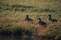 mallard wild duck water bird Royalty Free Stock Photo