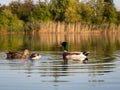 Mallard wild ducks swimming in the pond Royalty Free Stock Photo