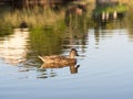 Mallard wild duck swimming in the pond Royalty Free Stock Photo