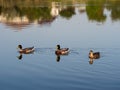 Mallard wild ducks swimming in the pond Royalty Free Stock Photo