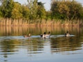 Mallard wild ducks swimming in the pond Royalty Free Stock Photo