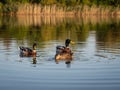 Mallard wild ducks swimming in the pond Royalty Free Stock Photo