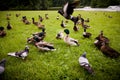 Mallards Royalty Free Stock Photo