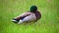 Mallards Anas platyrhynchos run and croak in the sun on an uncut green lawn