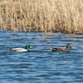 Mallards couple swimming in natural habitat Royalty Free Stock Photo