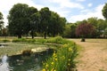 Mallard ducks and ducklings in Victoria Park in East London , England UK Royalty Free Stock Photo