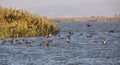 Mallards in Flight Royalty Free Stock Photo