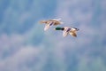 Mallards in flight near Harrison British Columbia Royalty Free Stock Photo