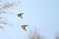 Mallards in Flight Royalty Free Stock Photo