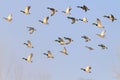 Mallards flying in the blue sky Royalty Free Stock Photo