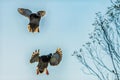 Mallards flying onto the ground in Autumn Royalty Free Stock Photo