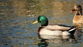 Mallards - Male and Female