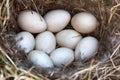 Mallards nest, Clutch of nine white eggs