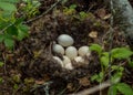 Mallards nest with eggs close-up