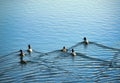 Mallards and Pochards Royalty Free Stock Photo