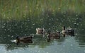 Mallards in Portonovo, Ancona Royalty Free Stock Photo