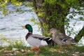 Mallards on the river bank