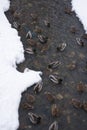 Mallards swim along the winter mountain river. Winter landscape. Ducks in ice water Royalty Free Stock Photo