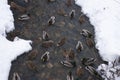 Mallards swim along the winter mountain river. Winter landscape. Ducks in ice water Royalty Free Stock Photo