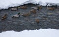 Mallards swim along the winter mountain river. Winter landscape. Ducks in ice water Royalty Free Stock Photo